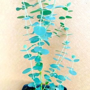 Baby Blue Eucalyptus live Plant 10” tall